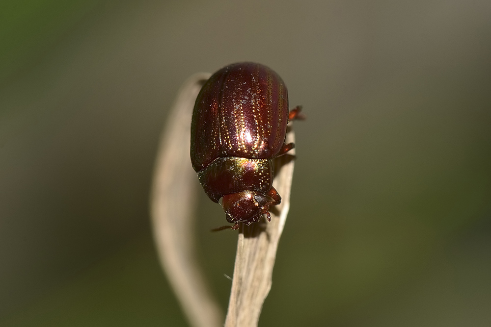 Chrysolina americana sbiadita